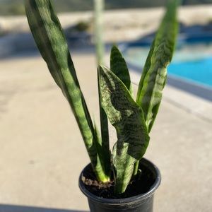 Live Snake Plant, Mother-In-Law’s Tongue!
